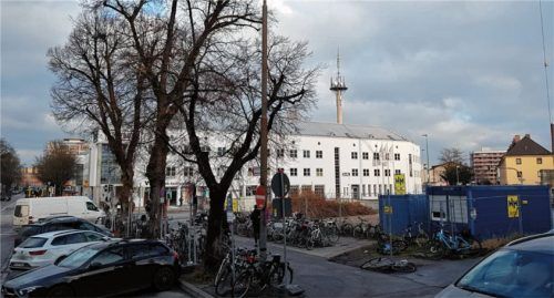 Den Bauarbeiten im Weg: Diese drei Linden werden gefällt. Foto Weinfurtner