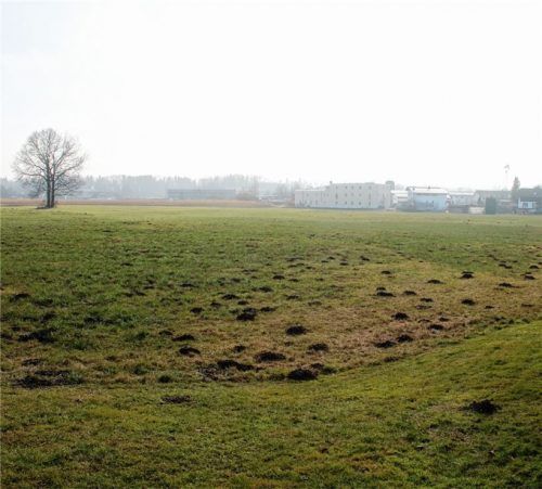 Der alte Baum soll auf der städtischen Fläche erhalten werden. Fotos Riediger/Klinger (Grafik)