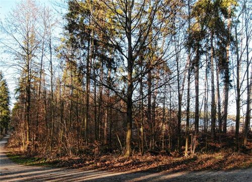 Der Daimlerwald wird von vielen Waldkraiburgern genutzt. Werden weiter nördlich 13 Hektar für die Industrie ermöglicht, könnte damit der Stadt ein Naherholungsgebiet verloren gehen, befürchtete eine Zuhörerin bei der Bürgerversammlung. Foto  re