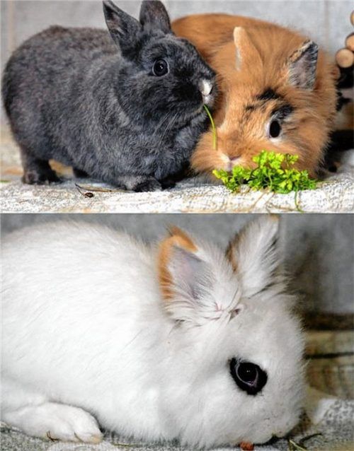 Die drei Kaninchen verstehen sich prächtig. Foto re