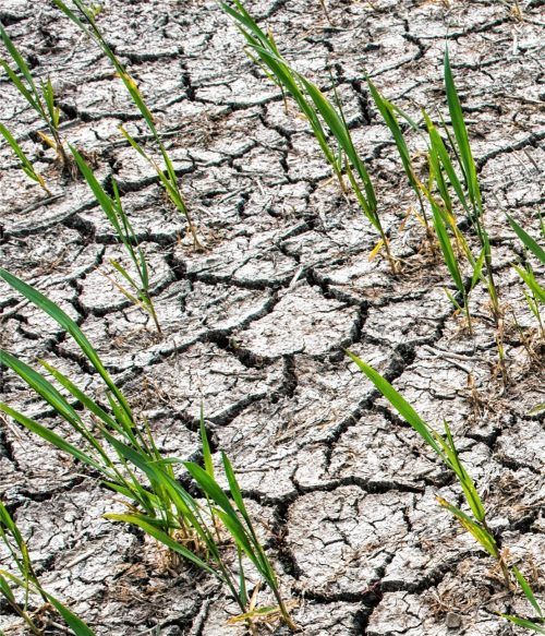 Dürren treten durch die Erderwärmung immer häufiger auf. Foto dpa
