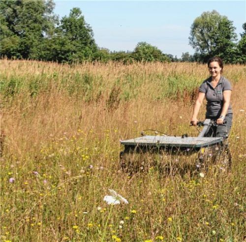 Eine Beetle – ein Samenernter – vereinfacht die Samenernte erheblich. Patrizia Weindl von der Wildland-Stiftung Bayern erntet eine Salbei-Glatthafer-Wiese, die ebenfalls über einen Mähgutübertrag der Zeidler-Stiftung entwickelt wurde.Foto  Klett/Landschaftspflegeverband Altötting