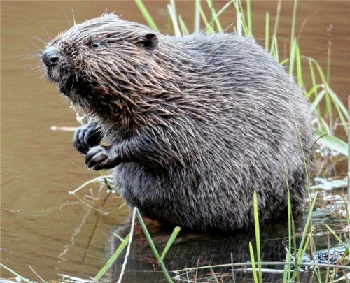 Ganze Arbeit leistet der Biber im Entwässerungsgraben vom Hofsee zum Liensee. Der Gemeinderat sprach sich jetzt für ein zeitnahes Entfernen der Biberstaudämme aus. Foto dpa