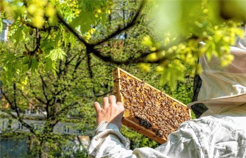 In anderen Städten gibt es bereits Beispiele: Imker nutzen begrünte Flachdächer. Foto  dpa
