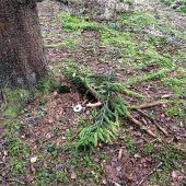 Unbekannter zerstört Christbaum