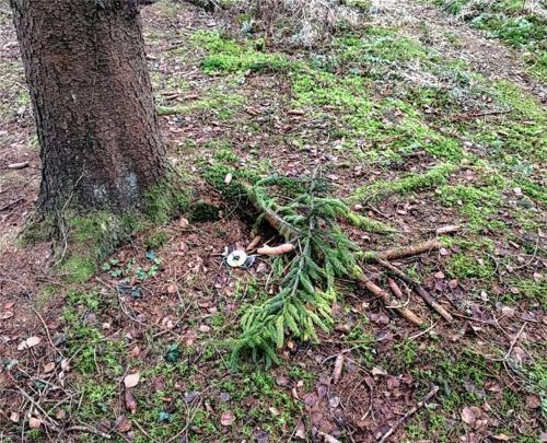 Mutwillig zerstört: So fand eine Mutter den Baum, der mit Äpfeln und gelben Rüben behängt war, in einem Waldstück nahe des Tonwerkweihers am 24. Dezember vor. Fotos re