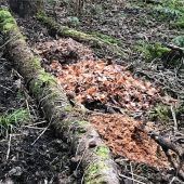 Unbekannter entsorgt Müll im Wald