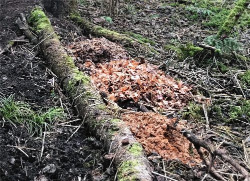 Neben dem Spazierweg nahe der Hermann-Löns-Straße in Kolbermoor finden sich Unmengen von Unrat. Bauhof-Mitarbeiter entsorgen nun die Abfälle.