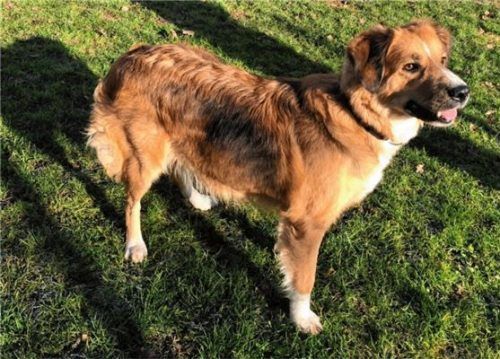 Sava misst etwa 55 Zentimeter und bringt 28 Kilo auf die Waage. Foto re