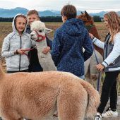 Alpaka Groot: Tod nach Hundeattacke