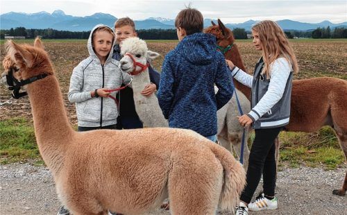Seit September 2019 gehörte Groot (vorne) zusammen mit seinem Vater Cäsar (Mitte) und Grüffelo (rechts) zur Schulfamilie am Dietrich-Bonhoeffer-Bildungs-Campus und deren Alpaka-AG. Foto  Dietrich-Bonhoeffer-Bildungs-Campus