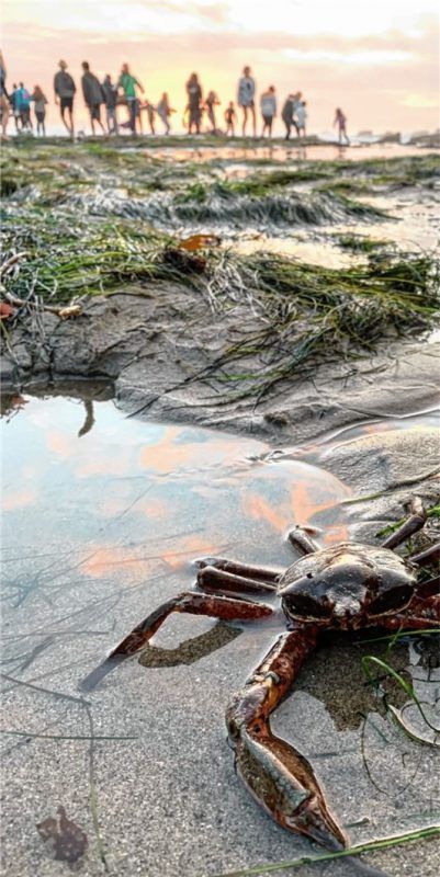 Tierische Schätze können während der King Tides entdeckt werden.