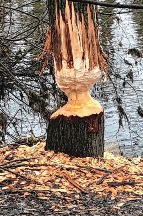 Vielerorts stehen angenagte Bäume – wie hier an der Oberen Mangfallstraße – auf Höhe der Zugspitzstraße.