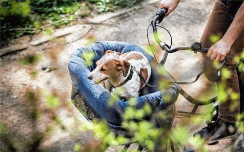 Wer seinen Hund liebt, muss ihn trotzdem anmelden und Steuern zahlen.Foto DPA