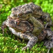 Freiwillige gesucht: Hilfe für Frösche, Kröten und Molche