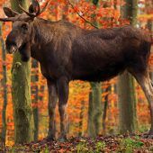 Der Elch vom Eibsee