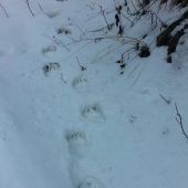 Neue Braunbär-Spuren im Schnee