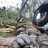 „Mikado im Wald“ nach Orkan „Sabine“