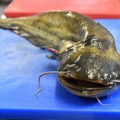 Der Waller schmeckt am besten klassisch: Pochiert mit Wurzelgemüse