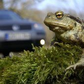 Kröten wandern so früh wie nie zuvor