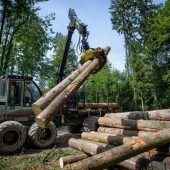 26,5 Millionen Kubikmeter Schadholz