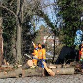 Baum stürzt auf Auto: Lebensgefahr