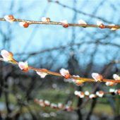 Frühling zum  Greifen nah