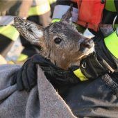 Reh aus Innkanal gerettet: Kraiburger Floriansjünger ziehen Tier aus dem Wasser und setzen es wieder im Wald aus