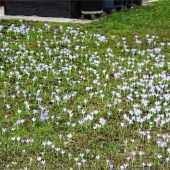 Schäfersiedlung: Krokusse blühen