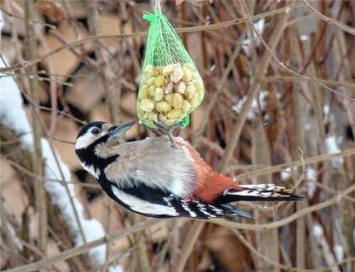 Besonders auffällig beim Buntspecht ist das Rot an den Unterschwanzfedern. Fotos Hoheneder
