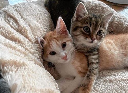 Die beiden Katzen sind etwa vier Monate alt und sehr verschmust.Foto re