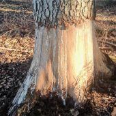 Naturschutz in der Zwickmühle