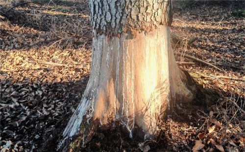 Die Biber haben die Rinde abgenagt und damit wohl das Todesurteil für diesen Baum gesprochen. Foto Fritz