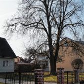 Bauvoranfrage sorgt für Diskussionen