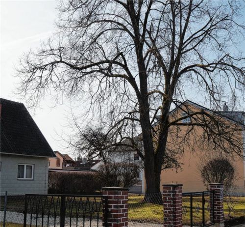 Das Häuschen (links) steht nicht mehr. Mittlerweile ist das Grundstück in der Breslauer Straße geräumt. Und der Investor hat eine Bauanfrage an die Stadt gerichtet, dort einen Dreispänner zu bauen.Foto  Archiv/Grundner