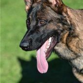 Schäferhund attackiert Mann