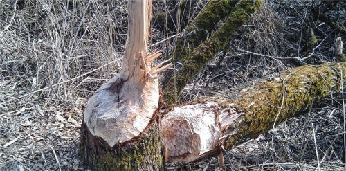 Ein Biber gefährdet die Bärnseefilze. Jetzt hat der Aschauer Gemeinderat einen Antrag auf Abschuss gestellt.Foto Rehberg