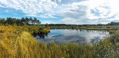 Idylle pur: Die Renaturierungsflächen im Weitmoos.Foto Kirchner