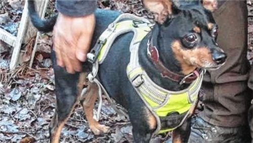 Kiki ist ein freundlicher, verschmuster Hund.Fotos re