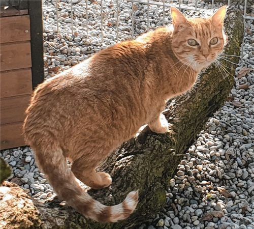 Mika wünscht sich ein Zuhause mit einer oder mehreren anderen Katzen.Fotos re