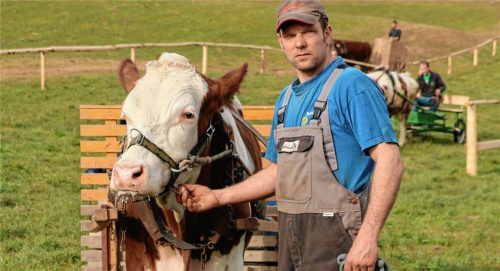 Schon eingespannt und in Rennlaune ist Ochs Oskar. Treiber Sepp Voggenauer trainiert ihn mit Hingabe.Fotos Rehberg