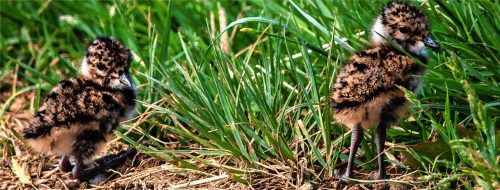 Schutzbedürftige kleine Wesen: die „Pullis“. Fotos (3) Bernd Zörner