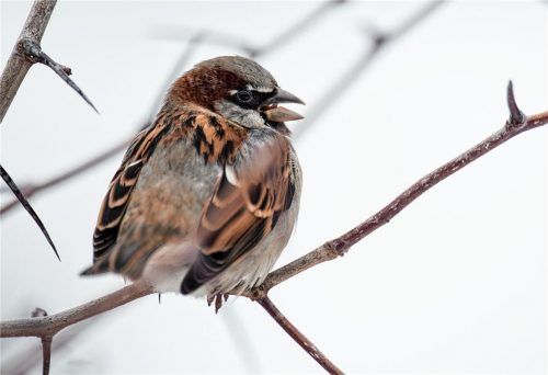 Spatz auf Spitzenplatz: In der Stadt Rosenheim haben Vogelfreunde bei der „Stunde der Wintervögel“ am meisten Haussperlinge gezählt. Im Landkreis Rosenheim hingegen war die Kohlmeise der meist beobachtete Vogel.Foto dpa