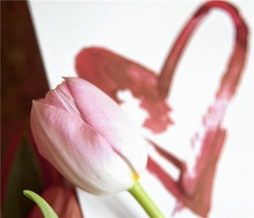 Tulpen vermitteln Frühlingsgefühle – mitten im Februar. Foto TulpenZeit/ibulb