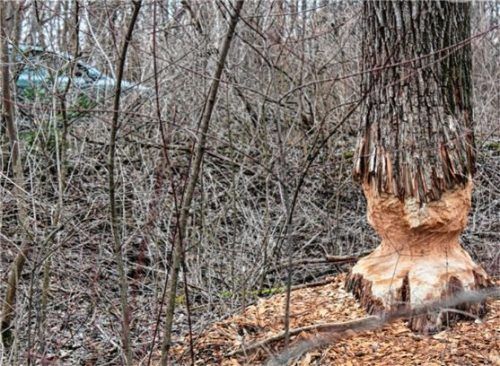 Wie hier im Nußdorfer Ortsteil Seilenau, fielen sogar 20 Meter hohe Bäume den fleißigen Nagern zum Opfer.