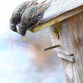 Erste Zugvögel sind schon da