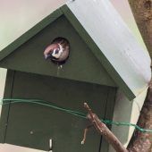 Vier Wände für die Vögel