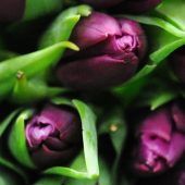 Frühling kommt – Epidemie geht?