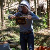 Bienen tanzen im Dialekt