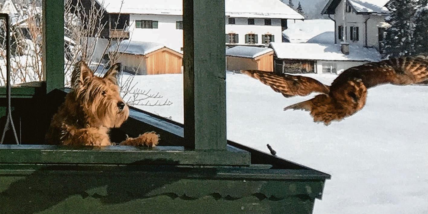 OVBLeserreporter Erster Platz für Hund Hugo und den Eulenflug OVB